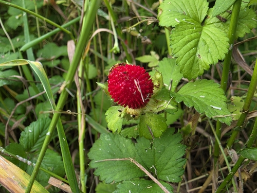 mock strawberry