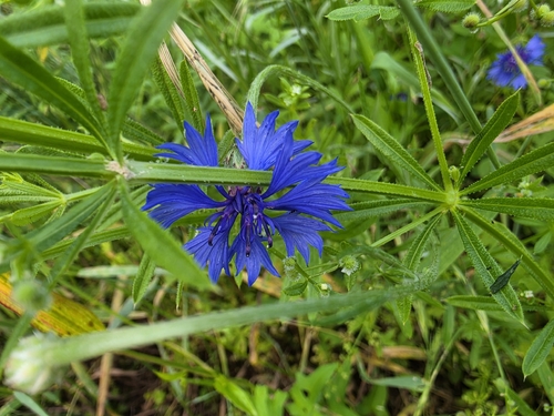 Cornflower