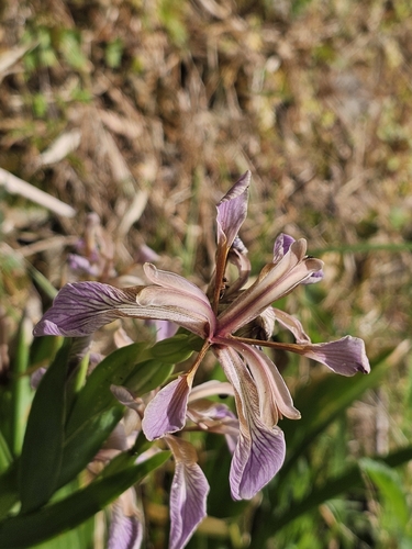 Stinking iris