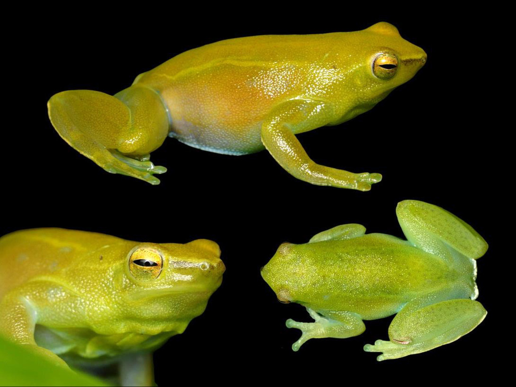 Greater Hatchet-faced Tree Frog (Sphaenorhynchus lacteus