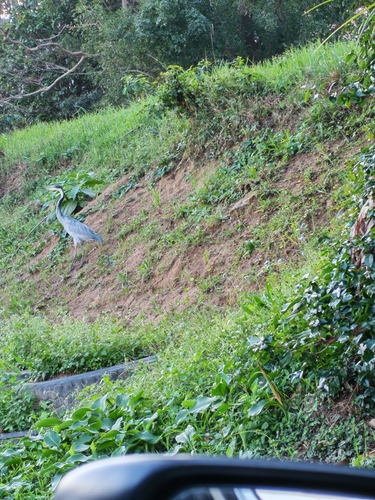 Black-headed Heron