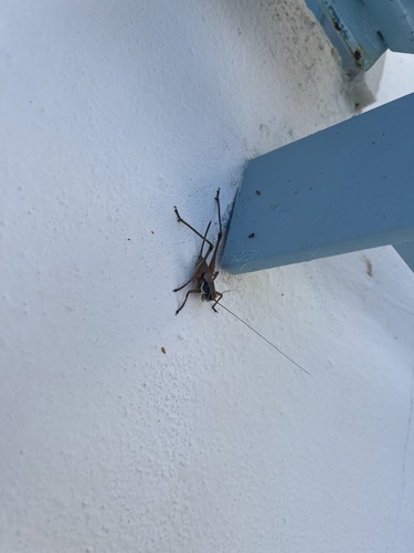 Greek Marbled Bush-cricket