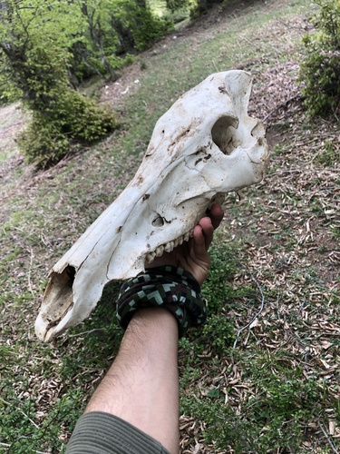 Wild Boar