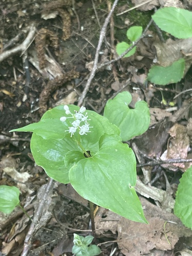 Western Lily of the Valley