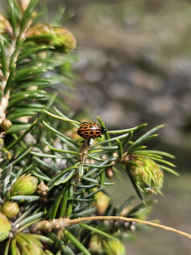 Spotted Willow Leaf Beetle
