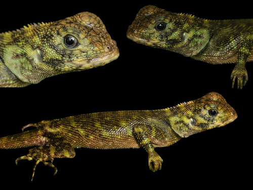Blue-Lipped Tree Lizard