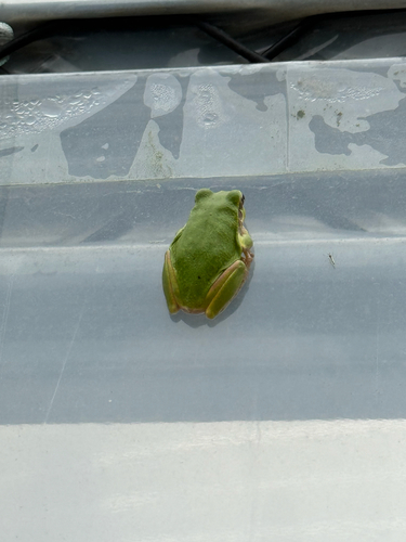 Japanese Tree Frog