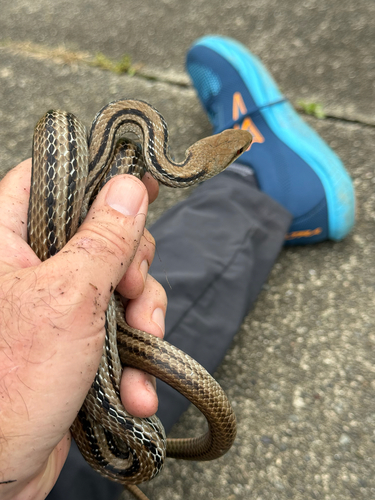 Japanese Four-lined Ratsnake