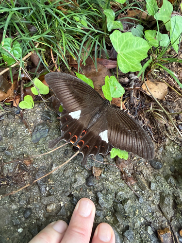 Red Helen Swallowtail