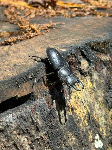 Serrognathus titanus pilifer