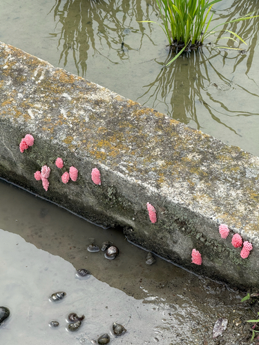 Channeled Apple Snail