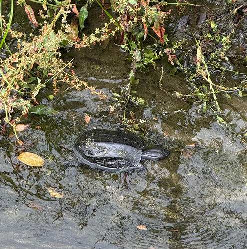 Chinese Pond Turtle