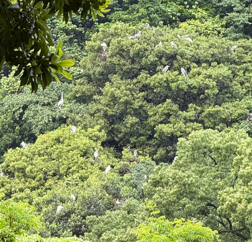 Grey Heron