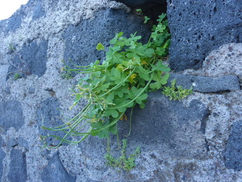 Bermuda buttercup