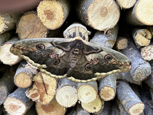 Giant Peacock Moth