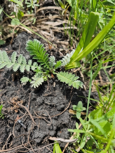 common silverweed