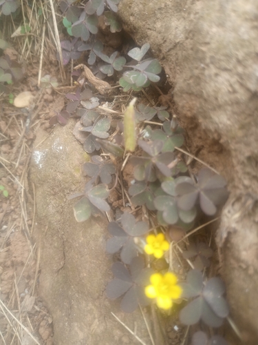 Creeping Woodsorrel