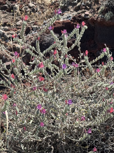 Narrow-leaved Viper's-bugloss