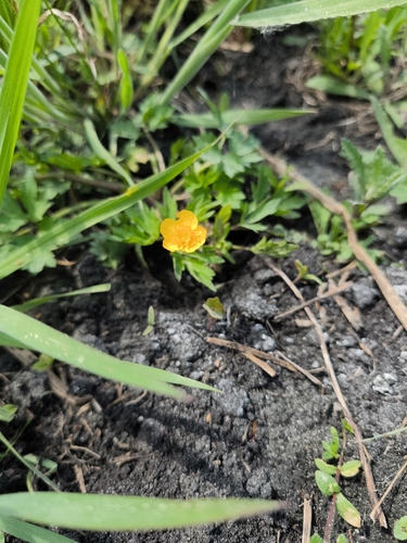 Creeping buttercup
