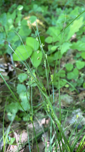 Remote Sedge