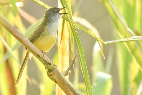 Yellow-bellied Prinia