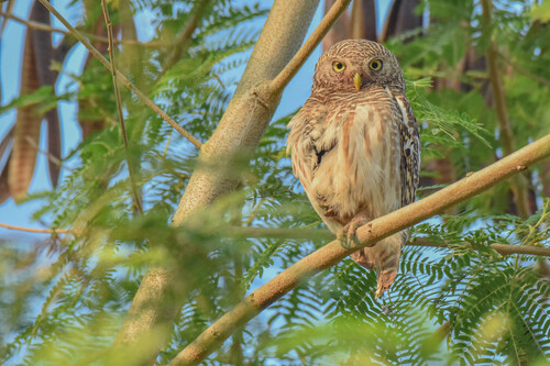 Asian Barred Owlet