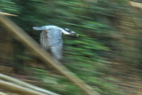 Crested Kingfisher