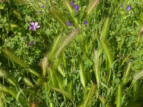 wall barley