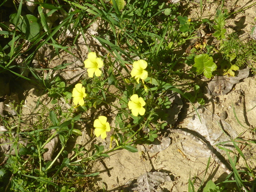 Bermuda buttercup