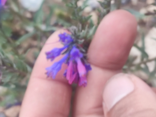 Moltkia coerulea
