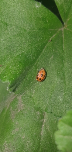 Asian Lady Beetle