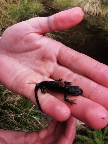 Alpine Newt