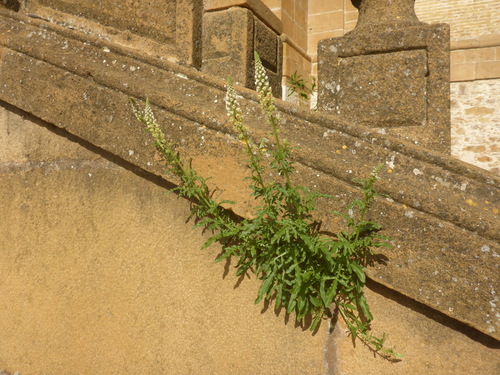 white mignonette