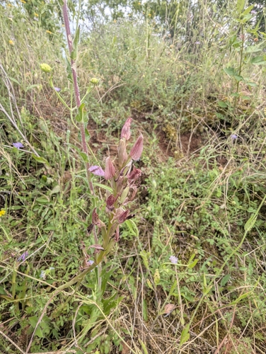 Pink-butterfly Orchid