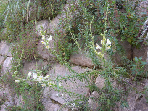 Sicilian Snapdragon