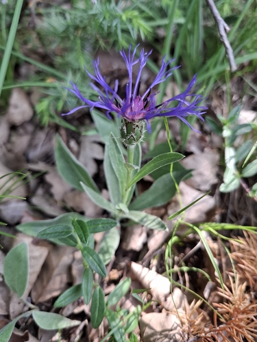 squarrose knapweed