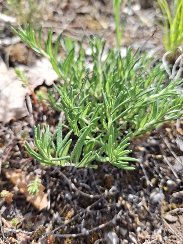 Mountain Germander