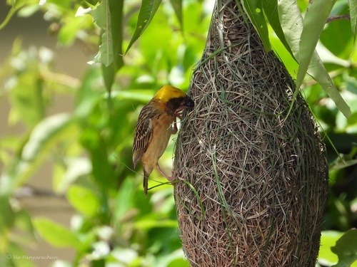 Baya Weaver