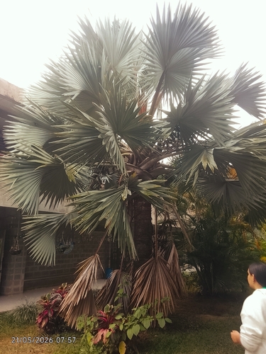 Bismarck Palm