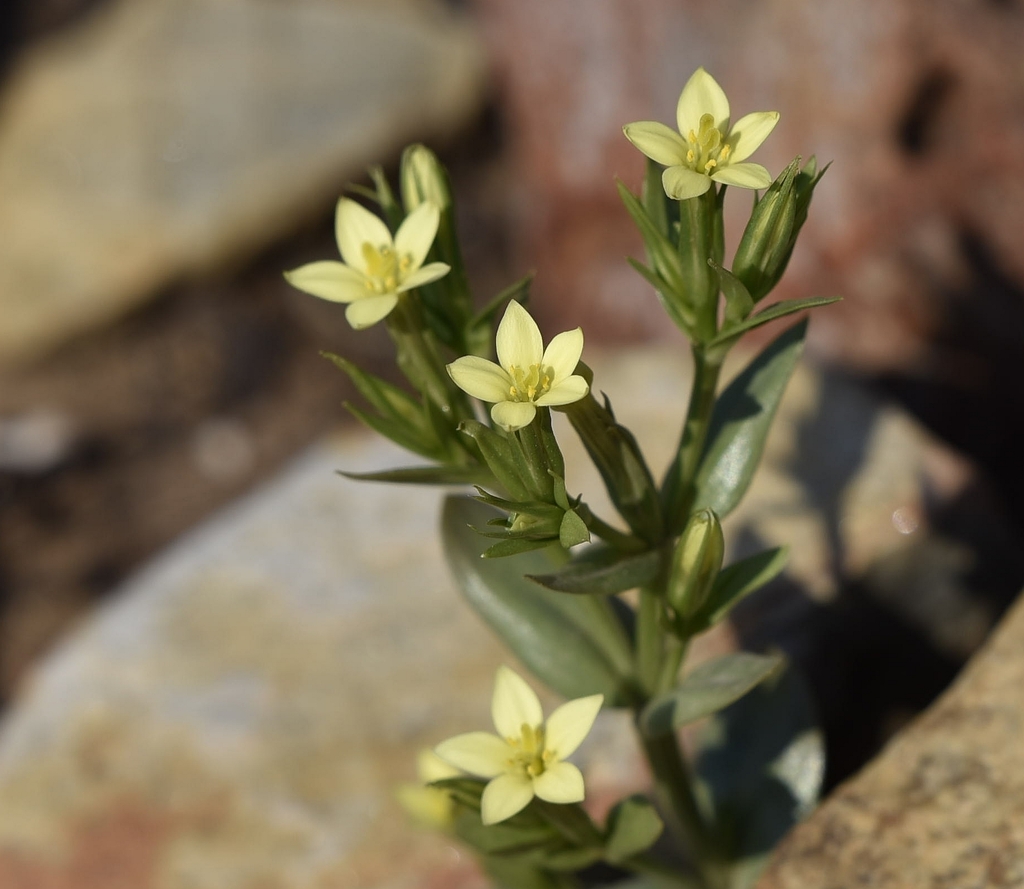 Sea centaury