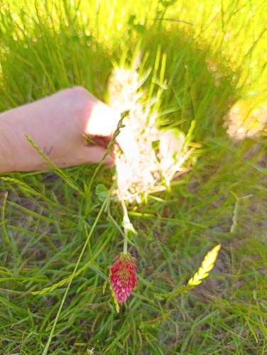 crimson clover