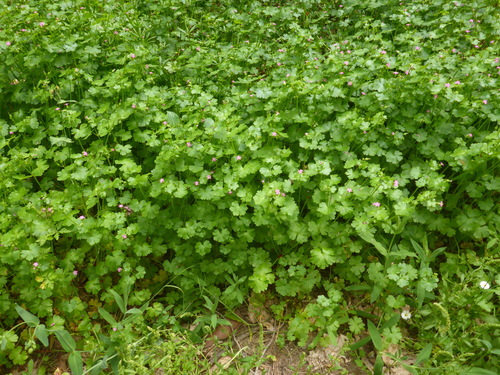Shining Crane's-bill