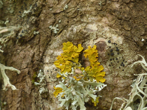 Common Sunburst Lichen