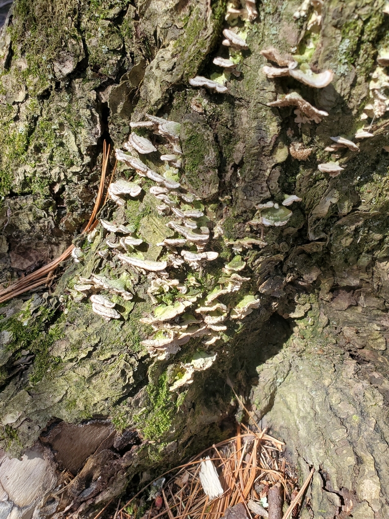 Mossy Maze Polypore from Easton on April 06, 2020 at 02:19 PM by Bri ...