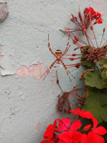 Silver Garden Orbweaver