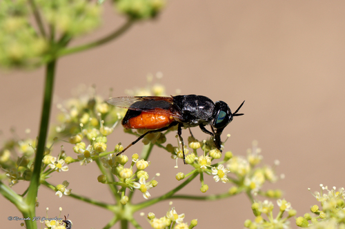 Odontomyia flavissima