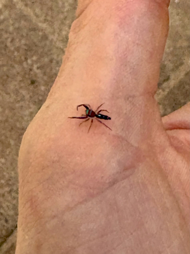 Elegant Golden Jumping Spider