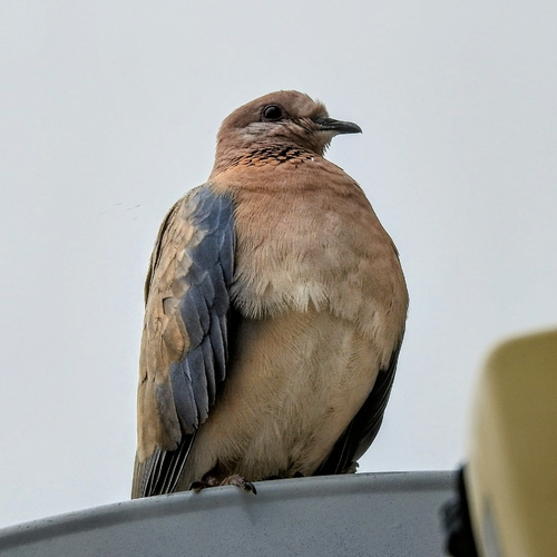 Laughing Dove