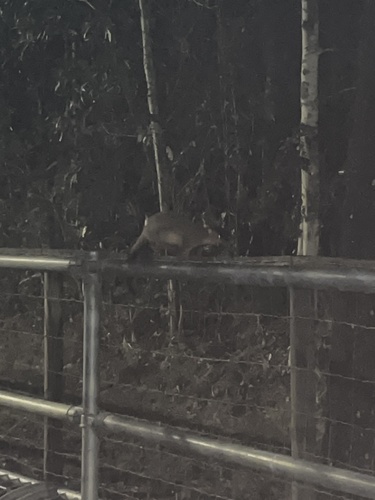Common Brushtail Possum