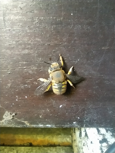 European Woolcarder Bee